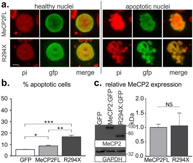 MECP2 Antibody in Western Blot (WB)