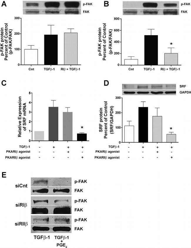 Phospho-FAK (Tyr397) Antibody in Western Blot (WB)