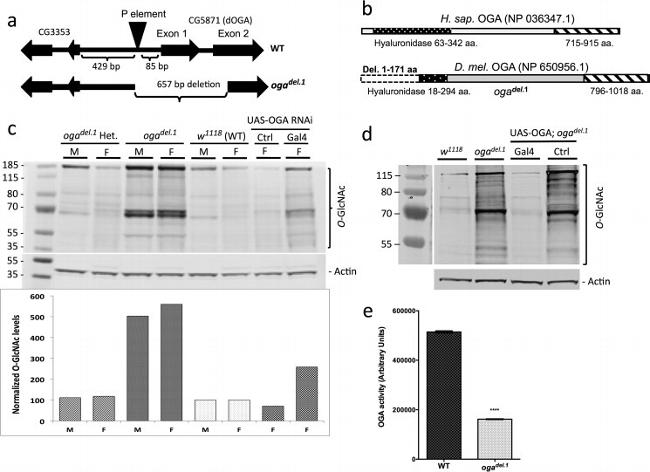 O-linked N-acetylglucosamine (O-GlcNAc) Antibody in Western Blot (WB)