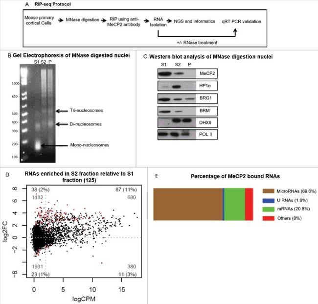 DHX9 Antibody in Western Blot (WB)