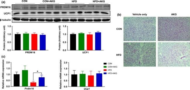 UCP1 Antibody in Western Blot (WB)