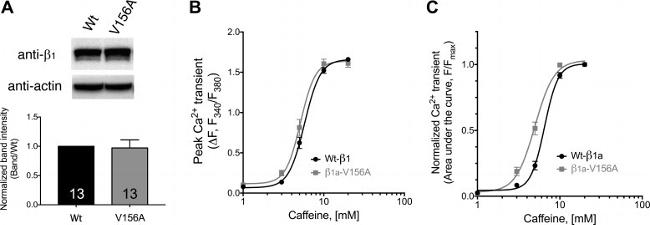 beta Actin Antibody in Western Blot (WB)