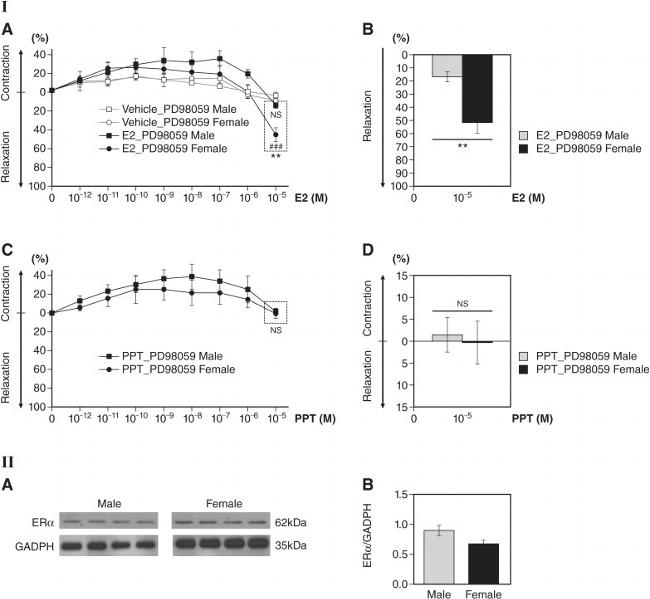 GAPDH Antibody in Western Blot (WB)