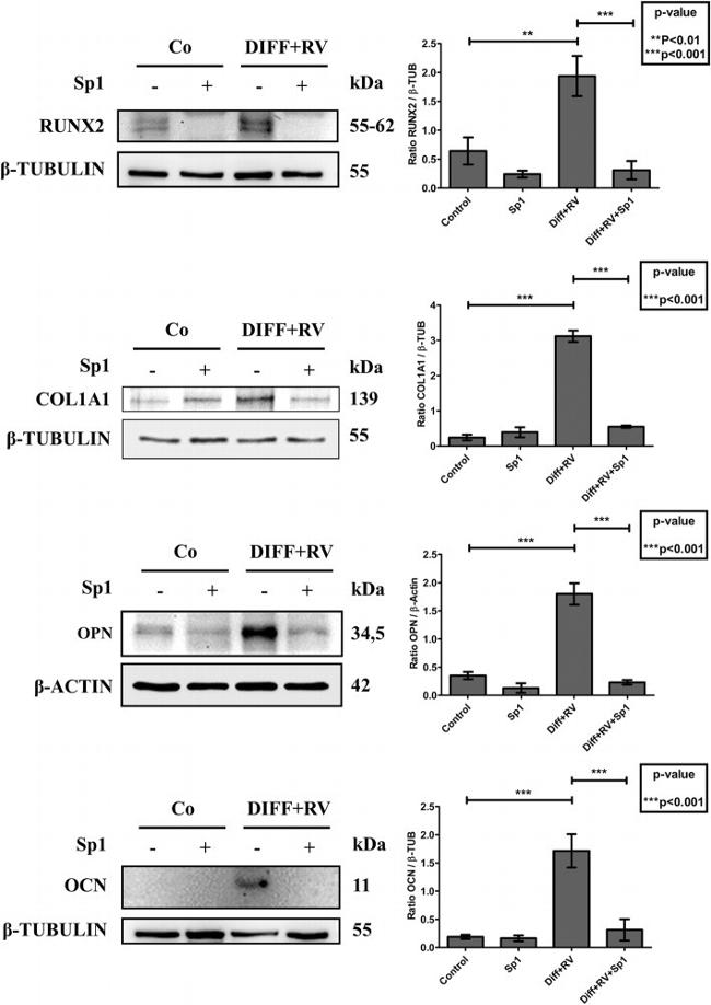 Osteopontin Antibody in Western Blot (WB)