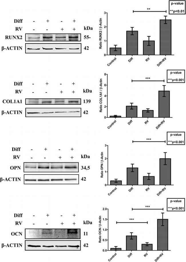 Osteopontin Antibody in Western Blot (WB)