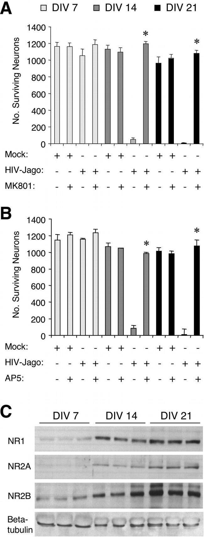 NMDAR2B Antibody in Western Blot (WB)