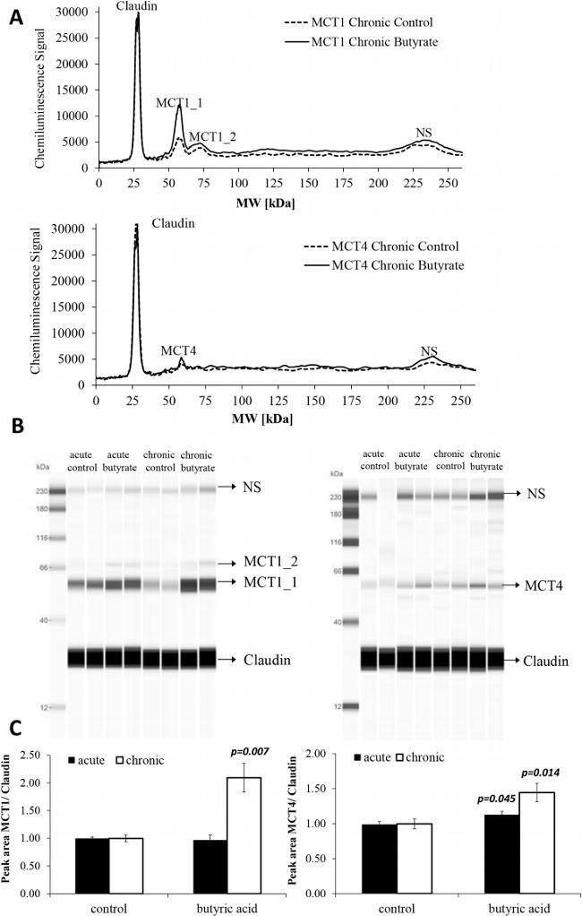 Claudin 1 Antibody in Western Blot (WB)