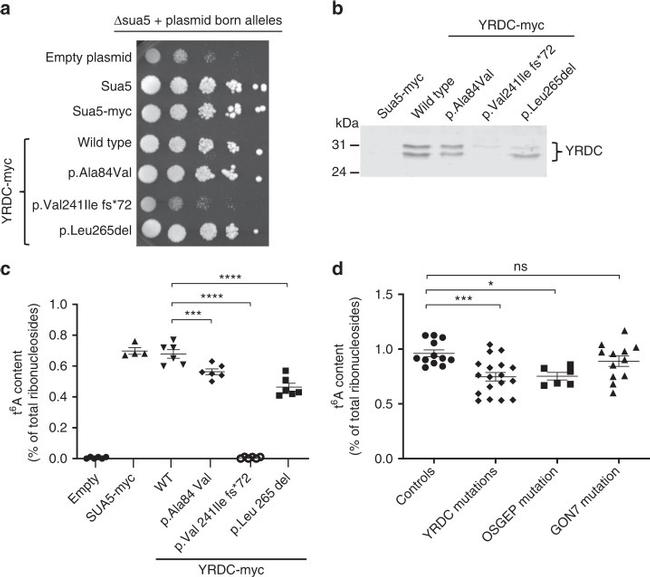 YRDC Antibody in Western Blot (WB)