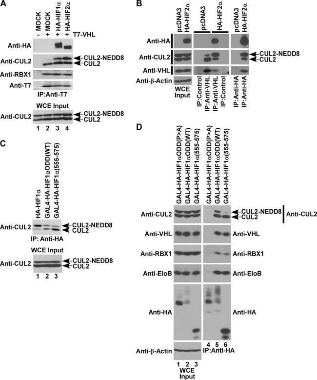 Cullin 2 Antibody in Western Blot (WB)