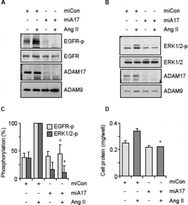 Phospho-EGFR (Tyr1068) Antibody in Western Blot (WB)