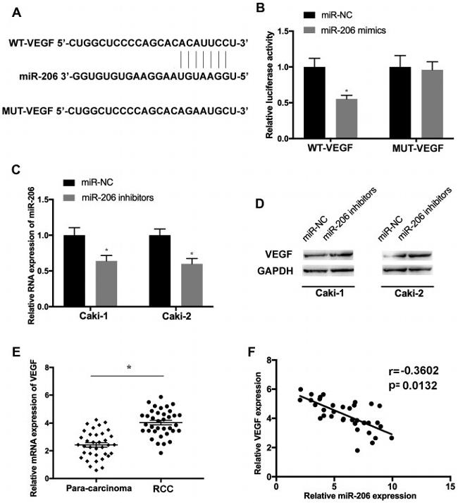 VEGF Antibody in Western Blot (WB)