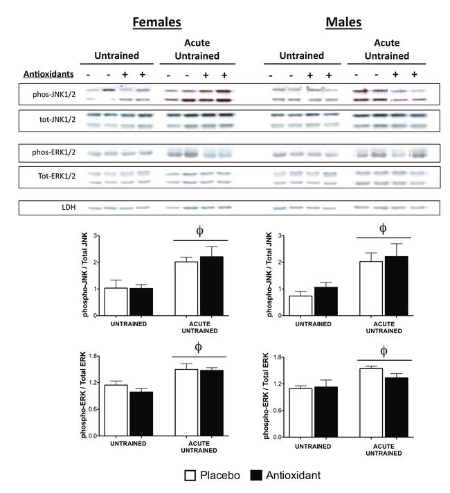 Phospho-JNK1/JNK2 (Thr183, Tyr185) Antibody in Western Blot (WB)