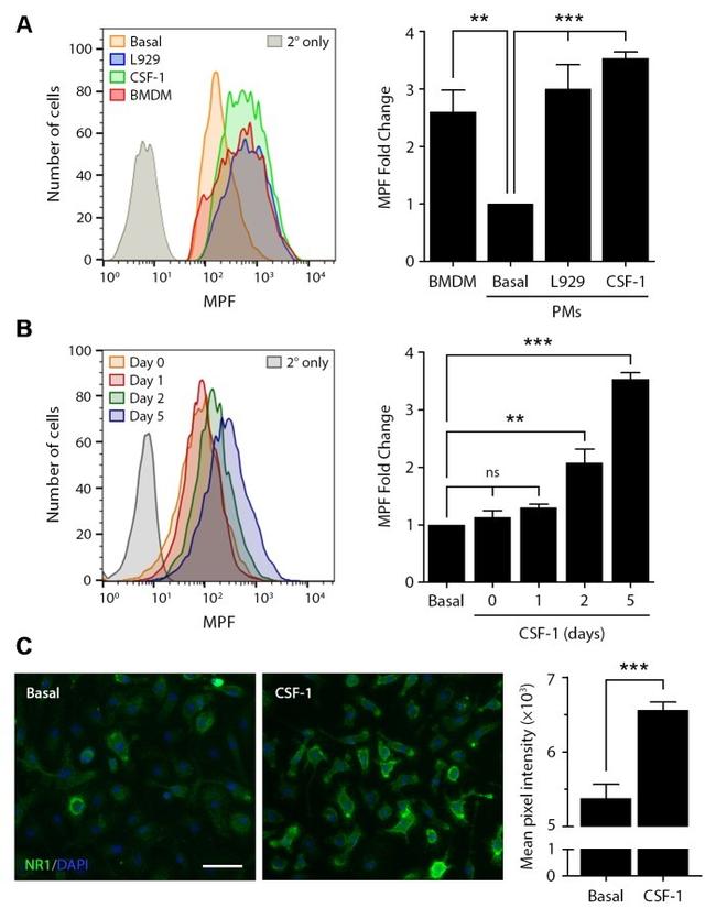 NMDAR1 Antibody in Flow Cytometry (Flow)