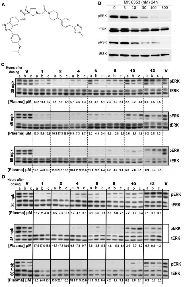 Phospho-ERK1/ERK2 (Thr185, Tyr187) Antibody in Western Blot (WB)