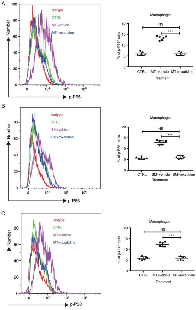 Phospho-NFkB p65 (Ser536) Antibody in Flow Cytometry (Flow)