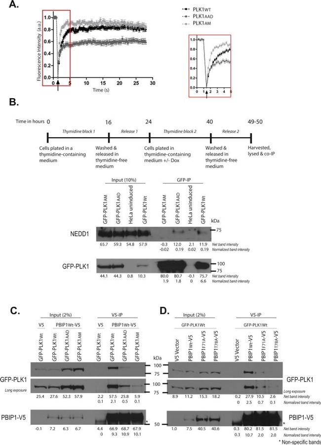 PLK1 Antibody in Western Blot (WB)