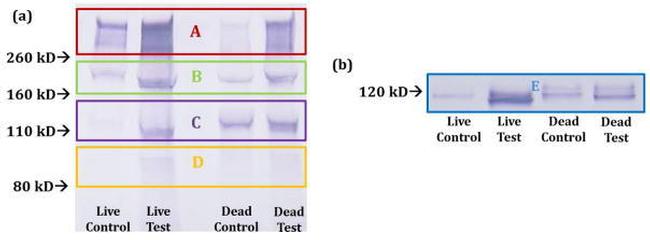 Aggrecan Antibody in Western Blot (WB)