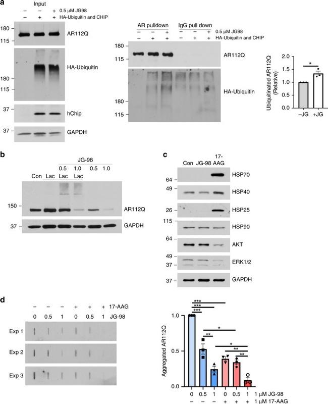 STUB1 Antibody in Western Blot (WB)