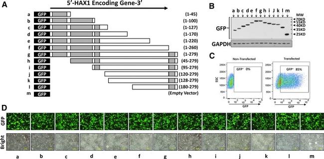 GFP Antibody in Western Blot (WB)