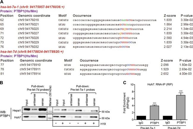 PTBP1 Antibody in Western Blot (WB)