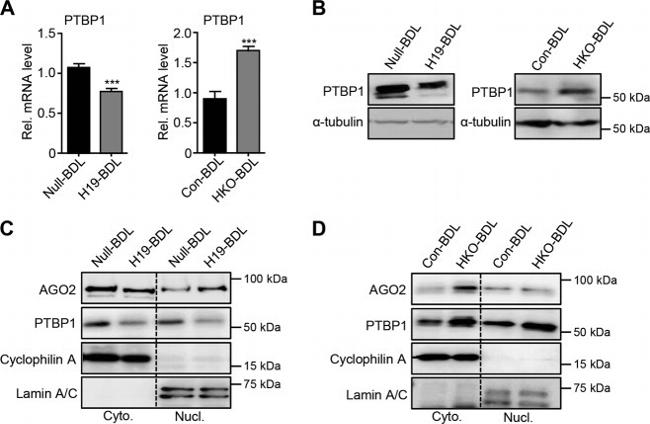 PTBP1 Antibody in Western Blot (WB)