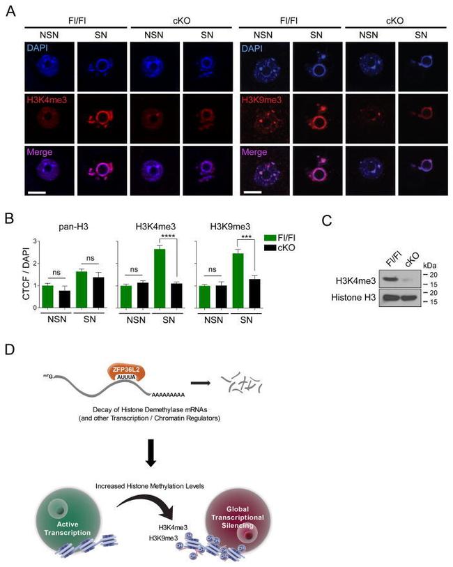 Histone H3 Antibody in Immunocytochemistry (ICC/IF)