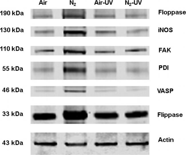 iNOS Antibody in Western Blot (WB)