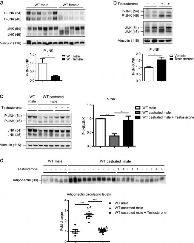 Adiponectin Antibody in Western Blot (WB)