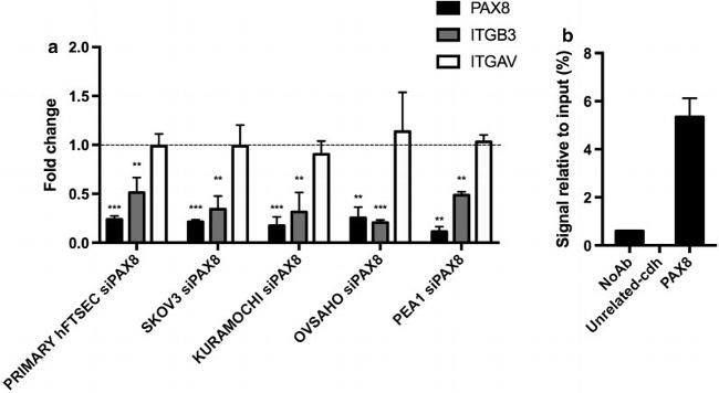 PAX8 Antibody in ChIP Assay (ChIP)