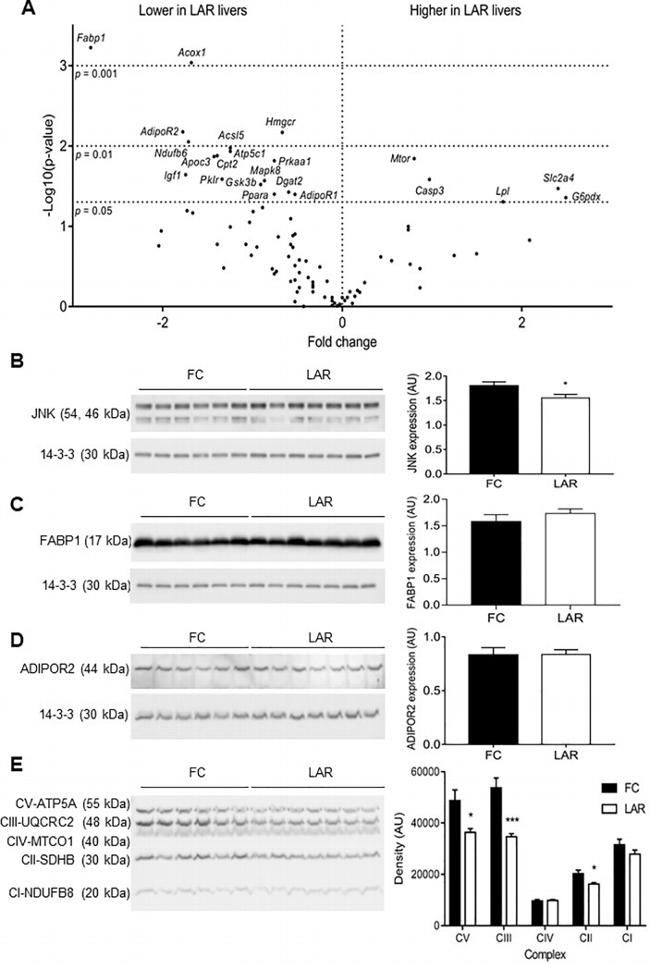 FABP1 Antibody in Western Blot (WB)