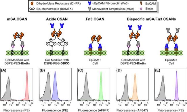 c-Myc Antibody in Flow Cytometry (Flow)