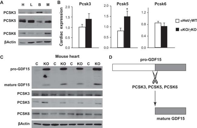 PCSK5 Antibody in Western Blot (WB)