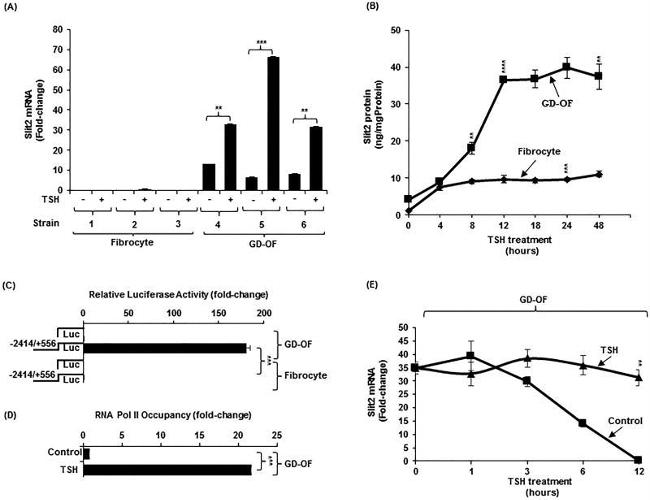 SLIT2 Antibody in ChIP Assay (ChIP)