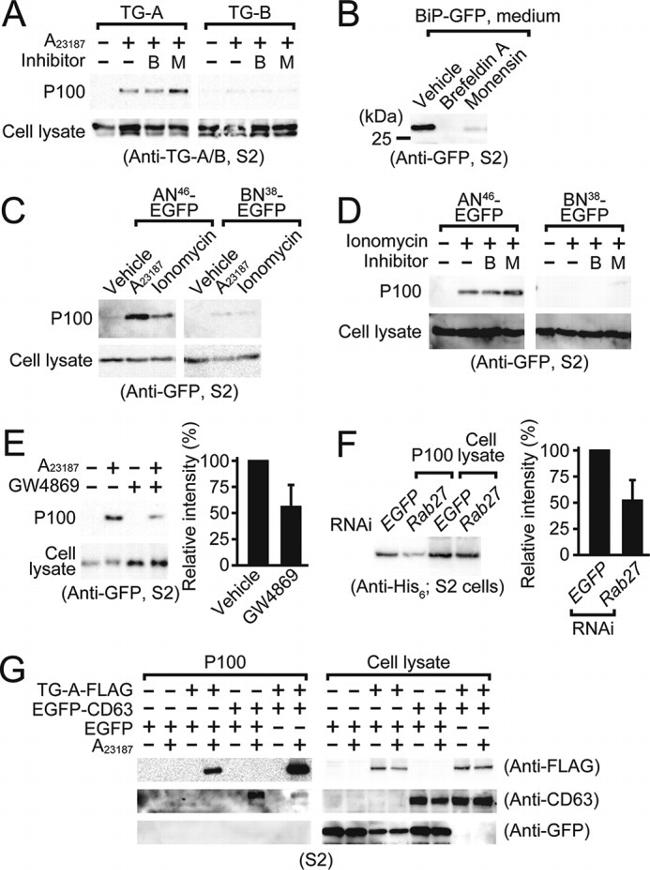 CD63 Antibody in Western Blot (WB)