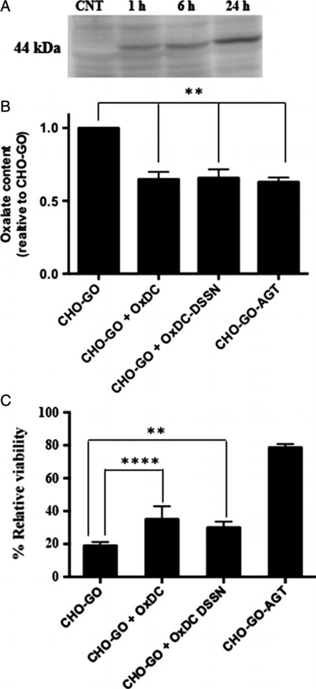 6x-His Tag Antibody in Western Blot (WB)