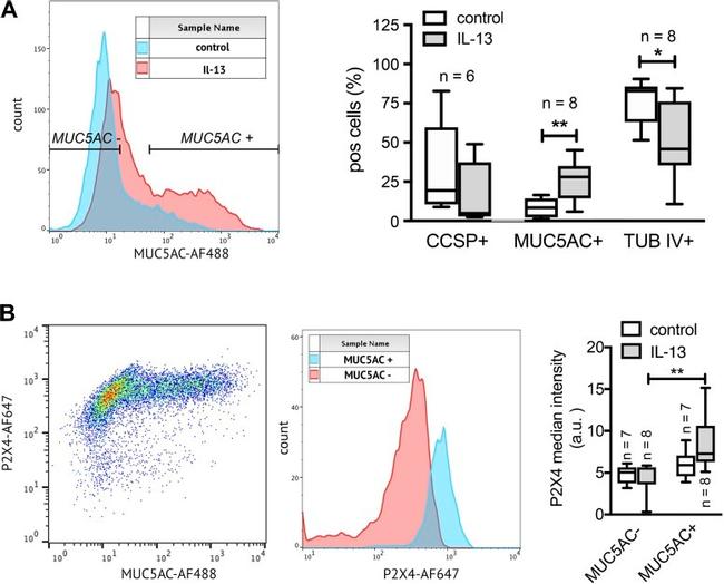 MUC5AC Antibody in Flow Cytometry (Flow)