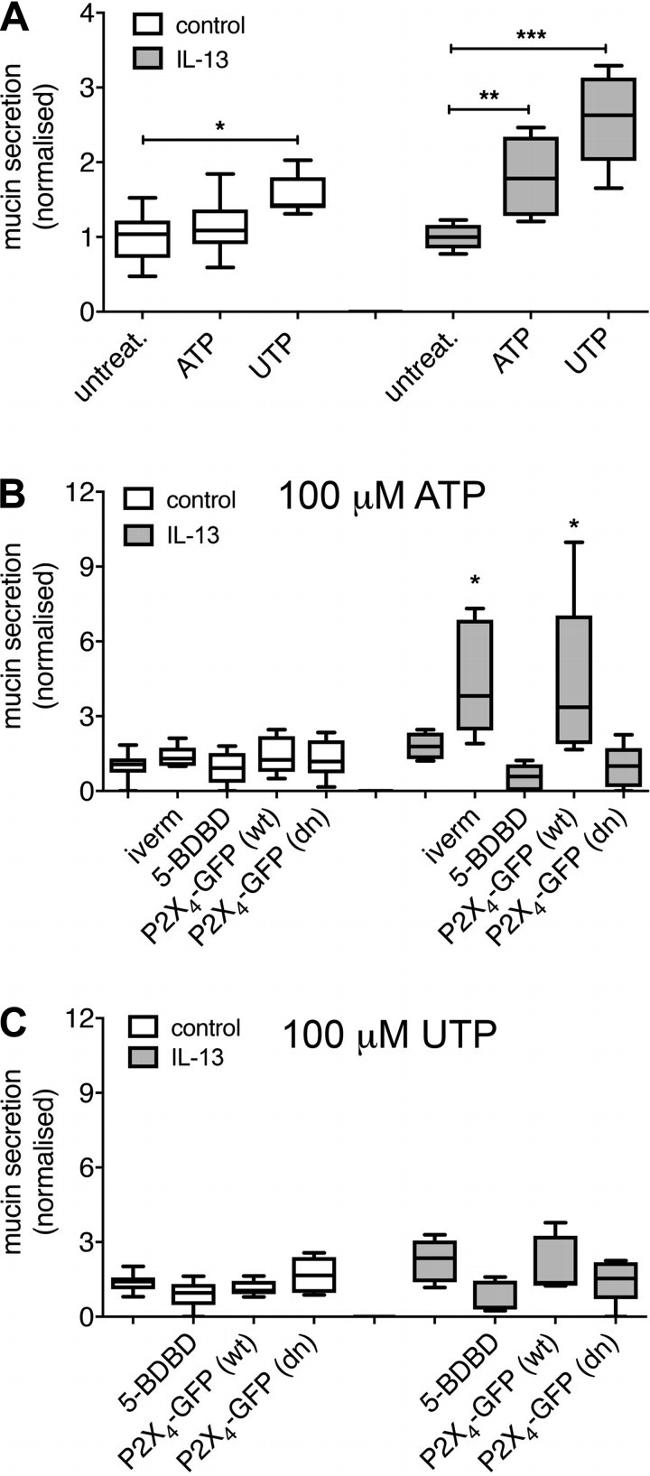 MUC5AC Antibody in ELISA (ELISA)