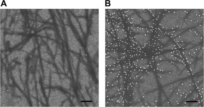 APOE Antibody in Immunocytochemistry (ICC/IF)