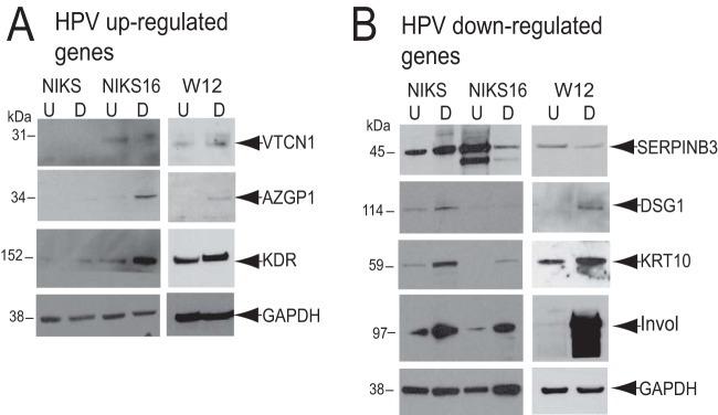 AZGP1 Antibody in Western Blot (WB)