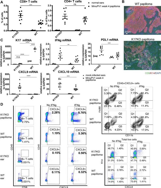 Cytokeratin 14 Antibody in Flow Cytometry (Flow)