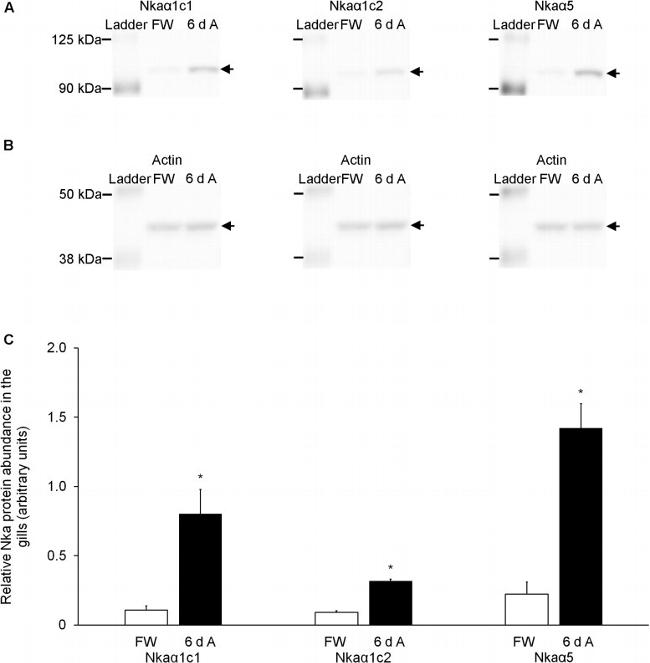 Actin Antibody in Western Blot (WB)