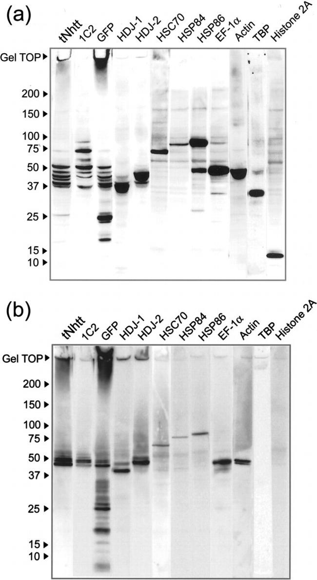 HSP90 alpha Antibody in Western Blot (WB)