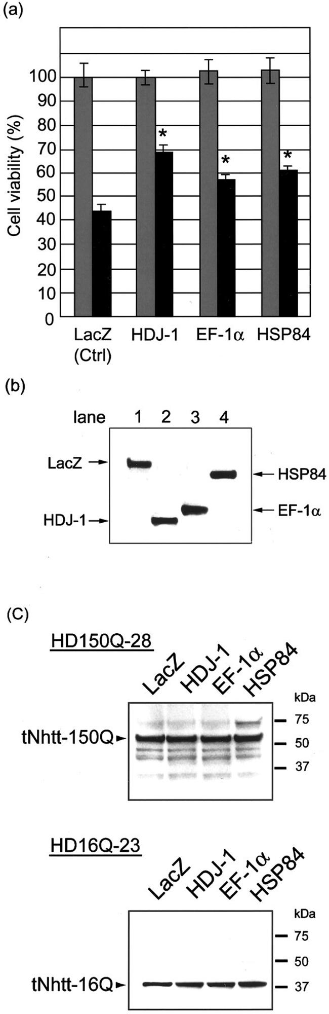 HSP90 beta Antibody in Western Blot (WB)