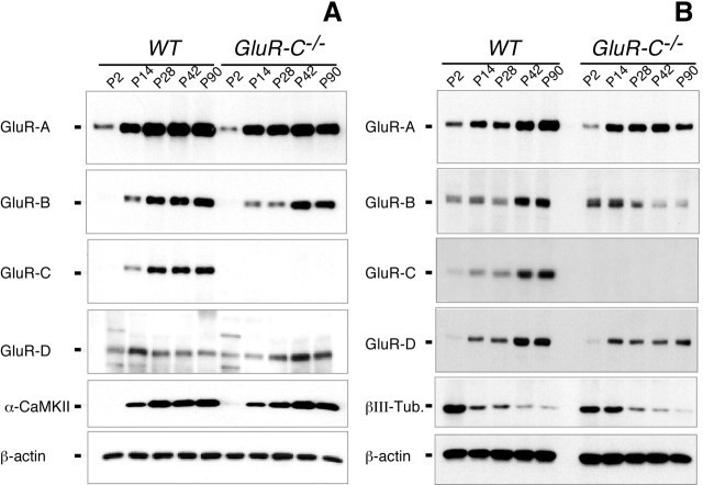 GluR3 Antibody in Western Blot (WB)