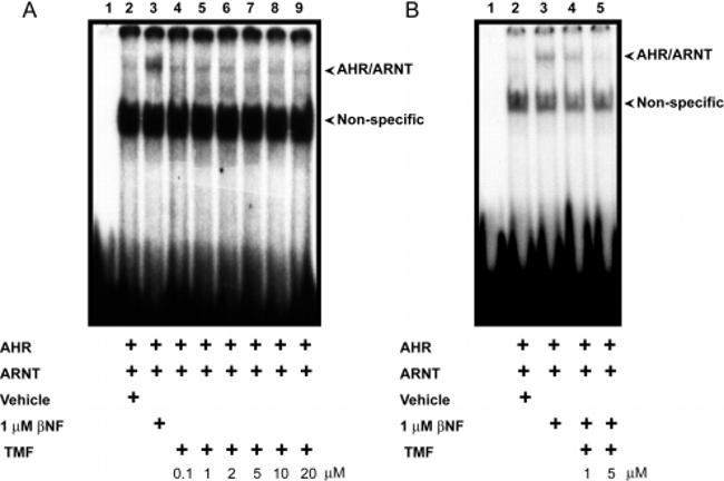 AHR Antibody in Western Blot (WB)