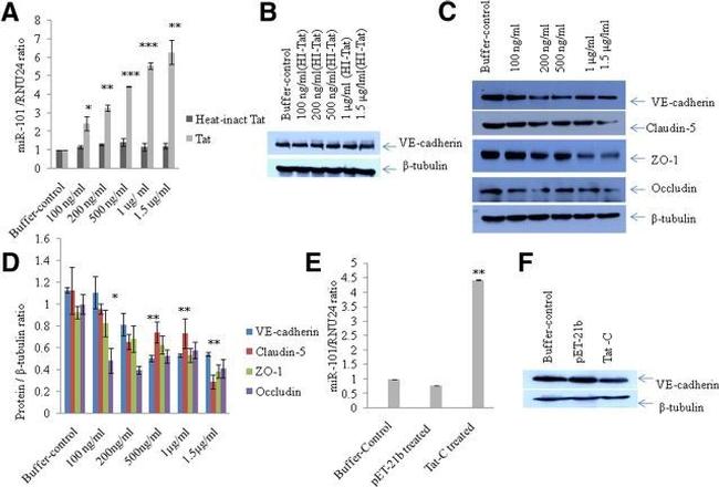 Occludin Antibody in Western Blot (WB)