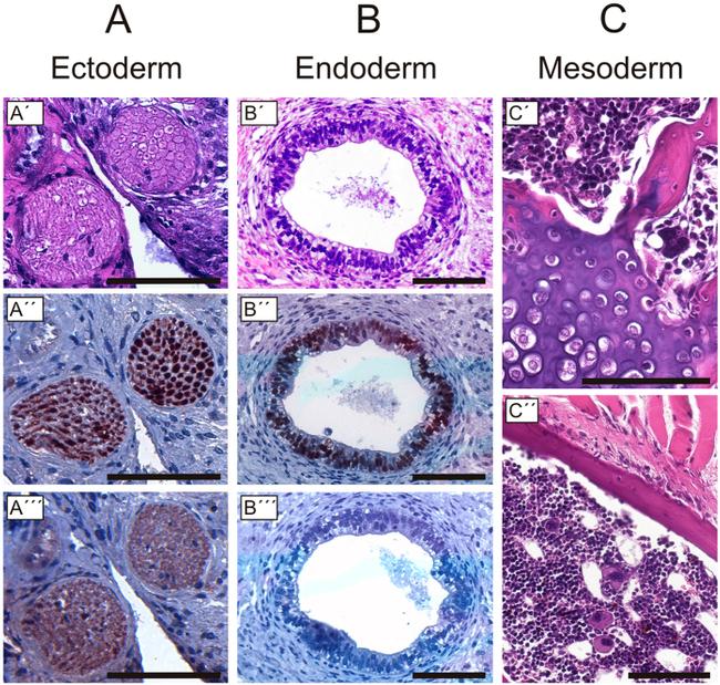 SSEA1 Antibody in Immunohistochemistry (IHC)