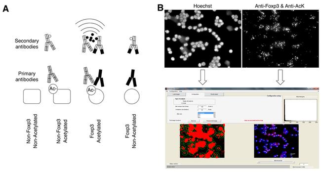 FOXP3 Antibody in Immunocytochemistry, Proximity Ligation Assay (PLA) (ICC/IF, PLA)