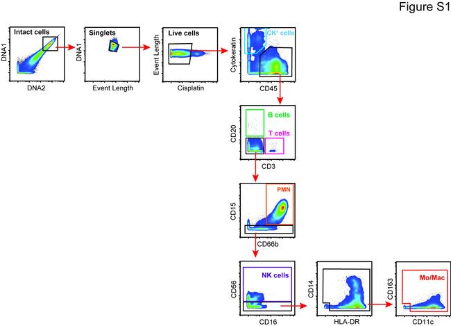 HLA-DR Antibody in Flow Cytometry (Flow)