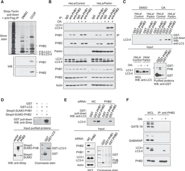 Prohibitin Antibody in Western Blot (WB)